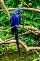 Hyacinth Macaw Long Tail Feathers