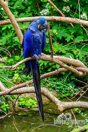 Hyacinth Macaw Long Tail Feathers