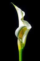 Elegant White Calla Lily