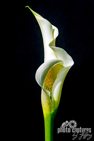 Elegant White Calla Lily