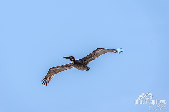 One Eastern Brown Pelicans flying overhead