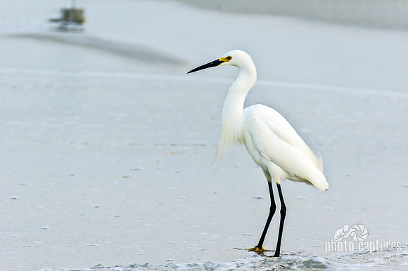 Snowy White Egret White Sand Beach