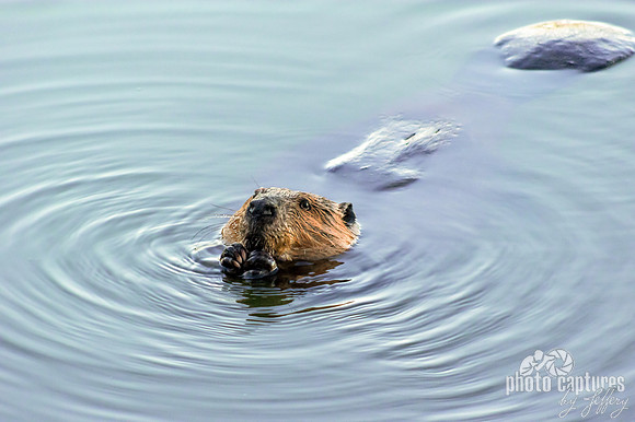 Beaver eating