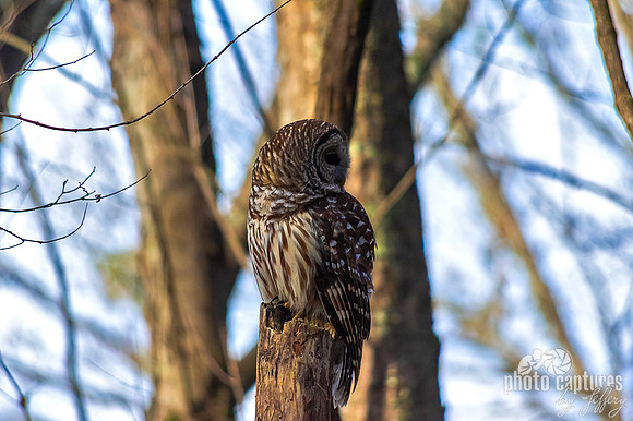 Early Morning perched looking back behind him