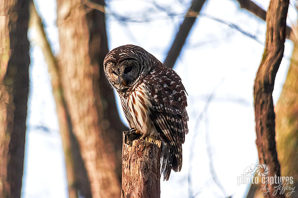 Early morning Barred Owl perched looking down