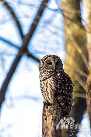 Early Spring portrait of Barred Owl perched