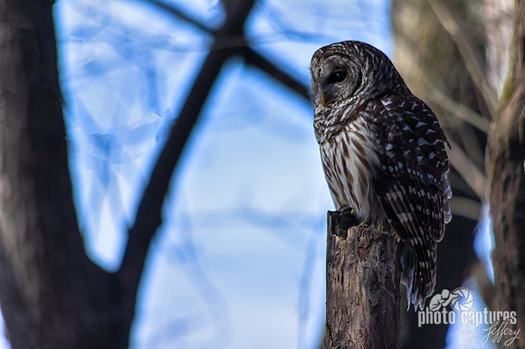 Early Morning Barred Owl perched on top of tree