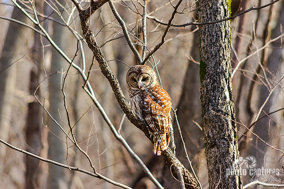 Early Spring morning Barred Owl perched on limb