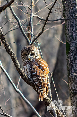Early Spring morning portrait of Barred Owl
