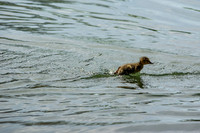 Waterfowl