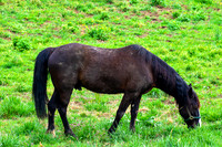 Horses