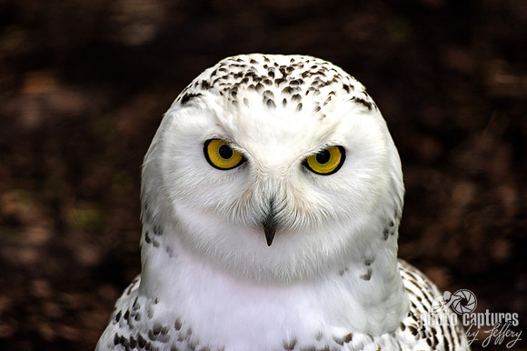 Snowy Owl female portrait
