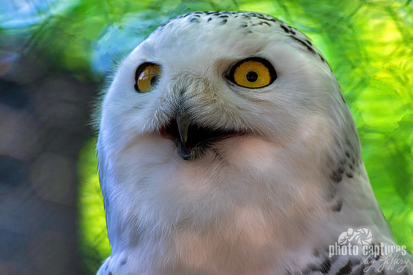 Snowy Owl beak open portrait