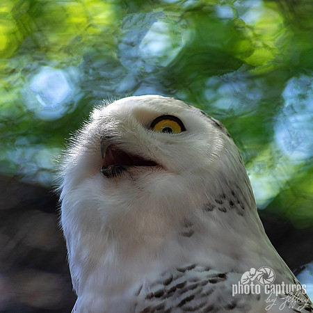 Snowy Owl mouth open