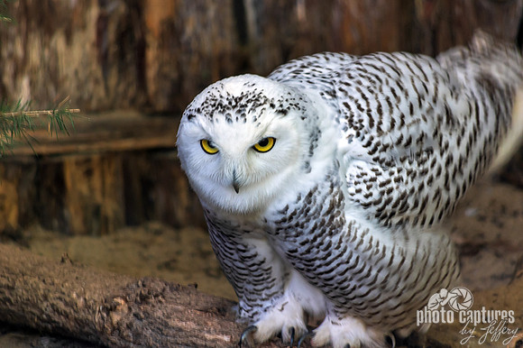 Snowy Owl female tail feathers upward
