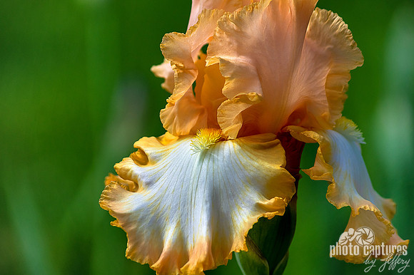 Barbara My Love Bearded Iris