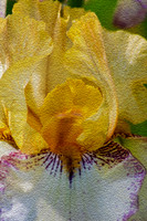 Artistic Floral Renderings