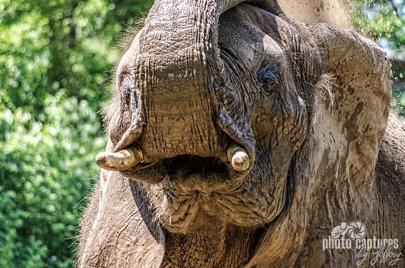 African Elephant Mouth Showing While With Trunk Bent Back
