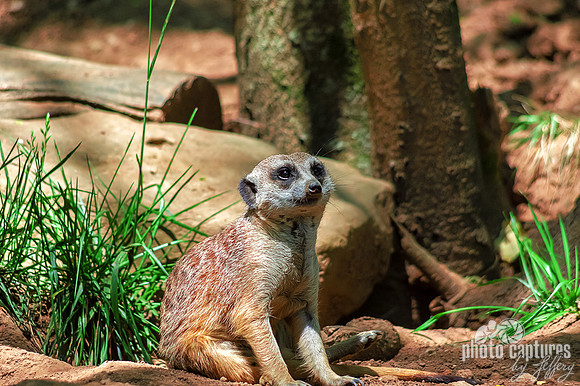 Meerkat sitting down looking toward the sky