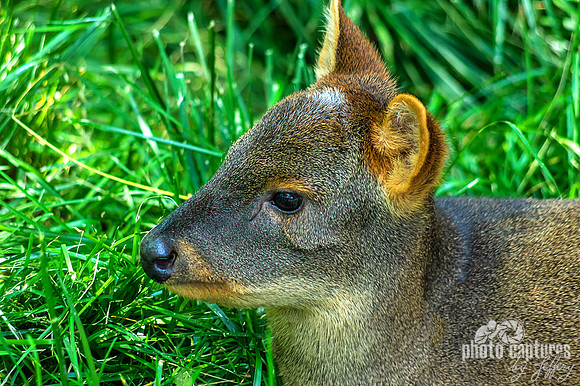 Southern Pudu laying down close view