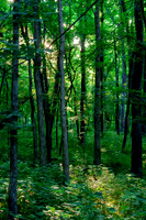 Artistic Scenic Renderings