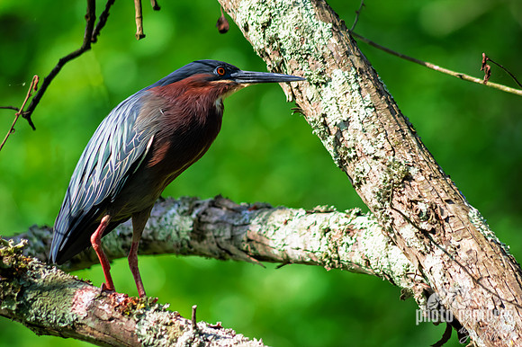 Green Heron high up perched tree limb