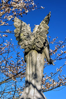 Winged Angel Cherry Blossoms