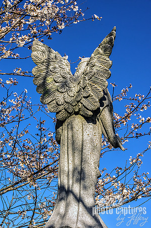 Winged Angel Cherry Blossoms