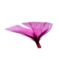 Pink Feather Square Format