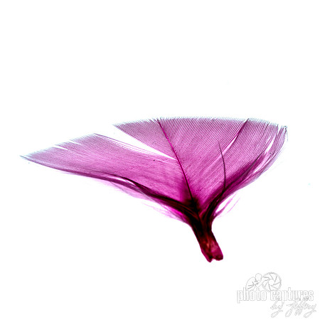 Pink Feather Square Format