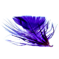 Purple Blue Feather Square Format