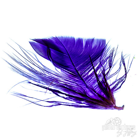 Purple Blue Feather Square Format