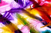Soft Swirls of Colorful Feathers