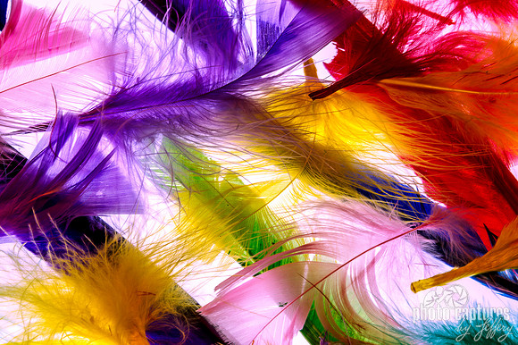 Soft Swirls of Colorful Feathers