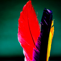 UpRight Colorful Feathers