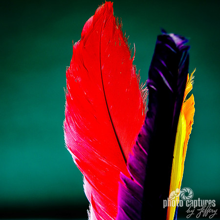 UpRight Colorful Feathers