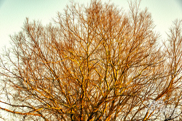 Artistic Oil Paint Rendering of Barren Winter Evening Tree