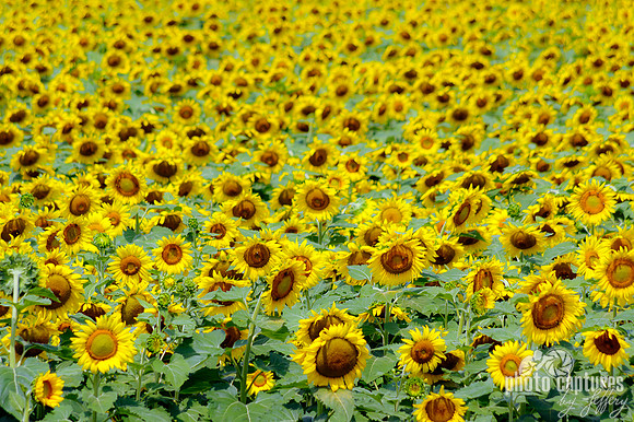 Bellevue field of Sunflowers colorful