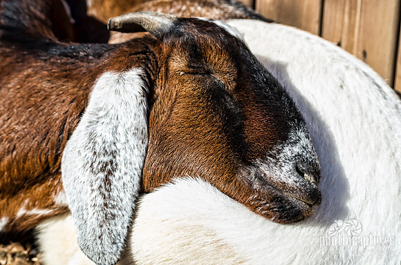 Nubian Goat resting upon his friend