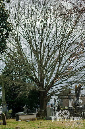 Barren tree on grounds of Maplewood Cemetery