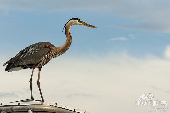 Great Blue Heron Perched On Boat