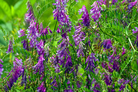 Hairy Vetch Vicia villosa Landscape