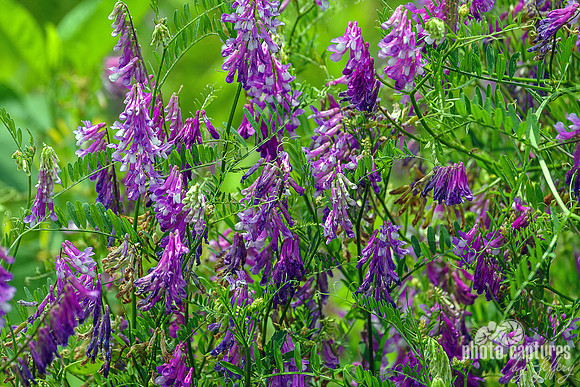 Hairy Vetch Vicia villosa Landscape