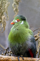 Green Turaco Puffy