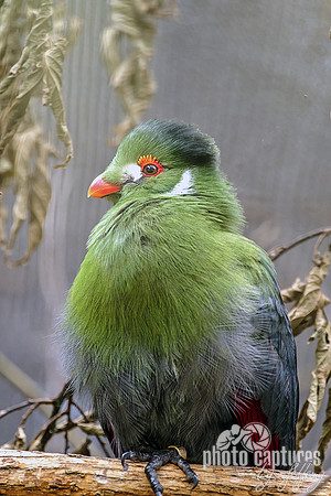 Green Turaco Puffy