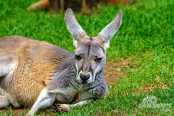 Red Kangaroo Head Up Leaning On Shoulder