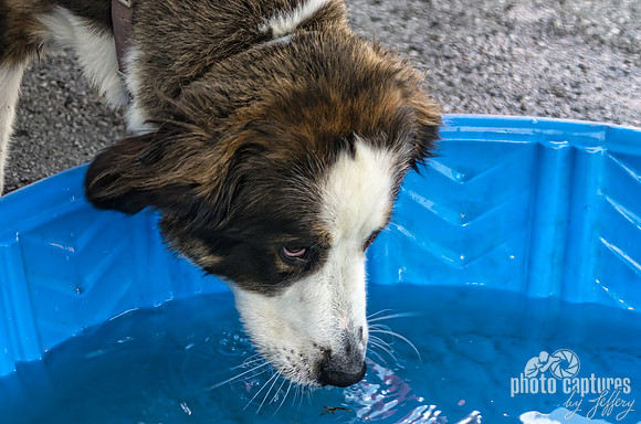 Doggie making sure the water is cool enough