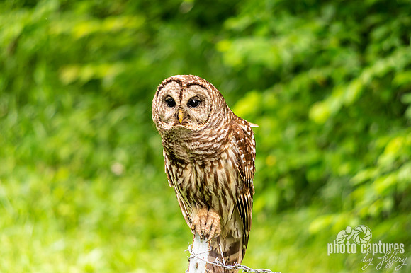 Barred Owl perched upon top fence post
