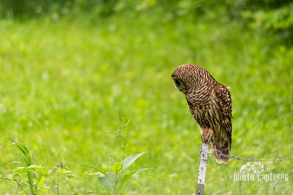 Barred Owl perched on fence post looking down