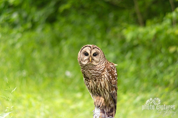 Barred Owl perched on fence post in the country